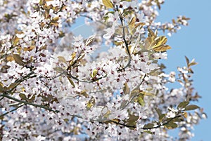 Cherry blooming branches