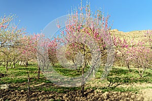 Cherry blooming garden in Lorestan Province. Iran