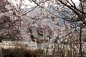 Cherry Blooming,Nyingchi,Tibet