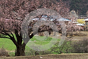 Cherry Blooming,Nyingchi,Tibet