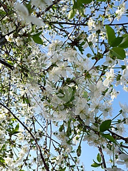 Cherry blooms bee