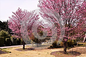 Cherry bloosoms in full bloom/March landscape in japan