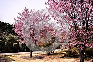 Cherry bloosoms in full bloom/March landscape in japan