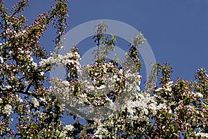 Cherry blosom  s and tree with bushes in Copenahgen