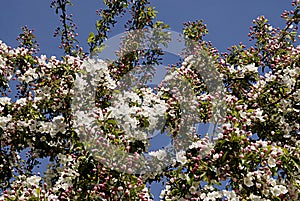 Cherry blosom  s and tree with bushes in Copenahgen