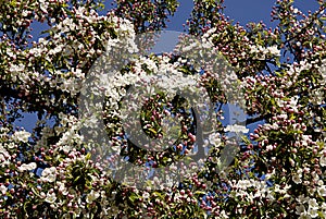 Cherry blosom  s and tree with bushes in Copenahgen