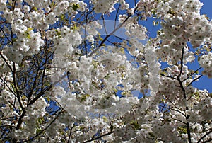 Cherry blossom on tree close up springtime