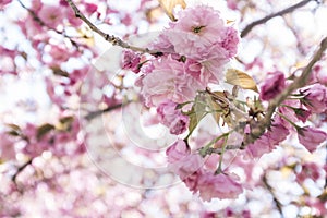 Cherry Blosoms in the spring