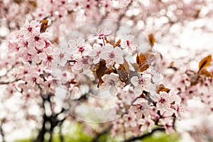 Cherry Blosoms in the spring
