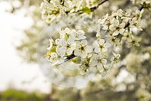 Cherry Blosoms in the spring