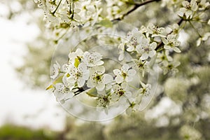Cherry Blosoms in the spring