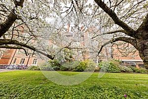 Cherry Blossm around the famous Cambridge University