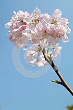 Cherry blossom