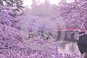 Cherry blossom photo