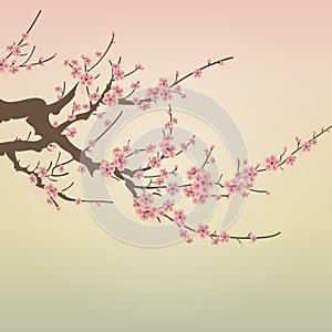 Cherry blossom