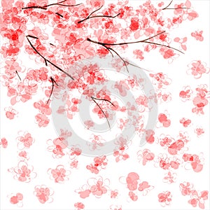 Cherry blossom