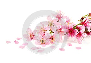 Cherry blossom photo