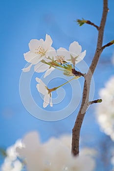 Cherry blossom