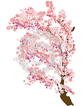 Cherry Blossom