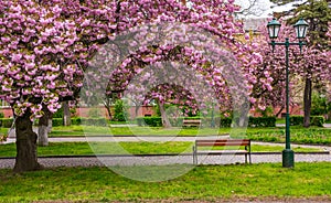 Cherry blossom above the benches in the park