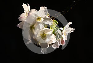 Cherry Blossom against a solid black background