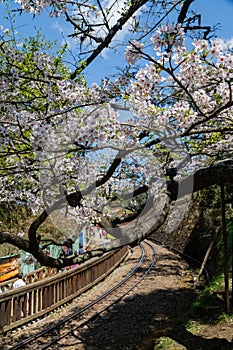 Cherry blossom in Alishan National Forest Recreation Area