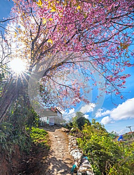 Cherry blossom along dirt road leading into the village