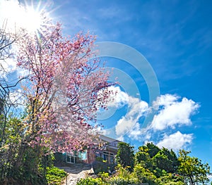 Cherry blossom along dirt road leading into the village