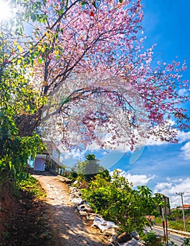 Cherry blossom along dirt road leading into the village