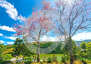 Cherry blossom along dirt road leading into the village