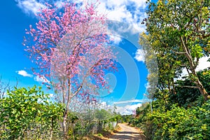 Cherry blossom along dirt road leading into the village