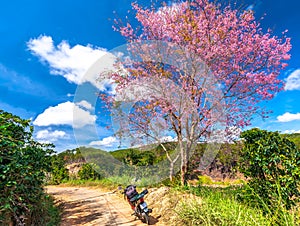Cherry blossom along dirt road leading into the village