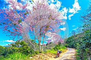 Cherry blossom along dirt road leading into the village