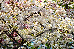 Cherry blossom in Arashiyama, Kyoto, Japan