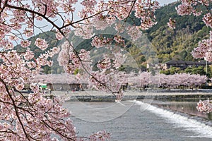 Cherry blossom, Arashiyama in spring,Kyoto, Japan