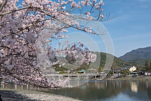 Cherry blossom, Arashiyama in spring,Kyoto, Japan