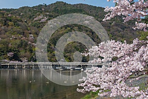 Cherry blossom, Arashiyama in spring,Kyoto, Japan