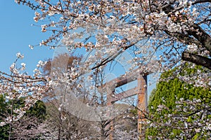 Cherry blossom around Sotobori Park, Tokyo, Japan.