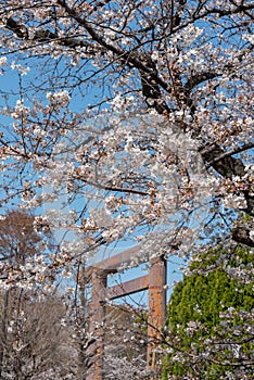 Cherry blossom around Sotobori Park, Tokyo, Japan.