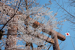 Cherry blossom around Sotobori Park, Tokyo, Japan.