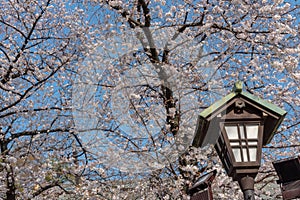 Cherry blossom around Sotobori Park, Tokyo, Japan.