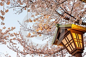 Cherry blossom around Sotobori Park, Tokyo, Japan.