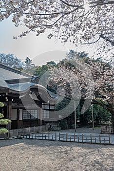 Cherry blossom around Sotobori Park, Tokyo, Japan.