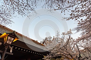 Cherry blossom around Sotobori Park, Tokyo, Japan.