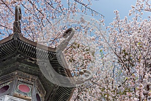 Cherry blossom around Sotobori Park, Tokyo, Japan.