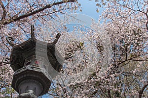 Cherry blossom around Sotobori Park, Tokyo, Japan.