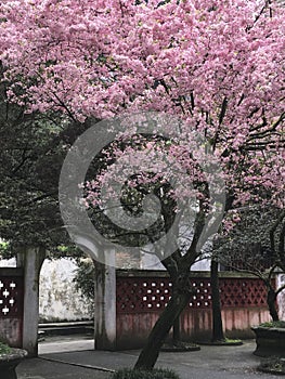 Cherry blossom in Asian garden