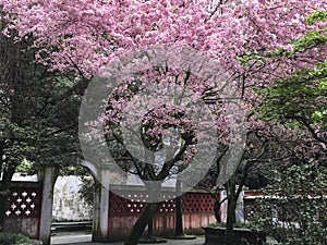 Cherry blossom in Asian garden