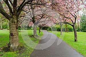 Cherry Blossom Avenue in Spring