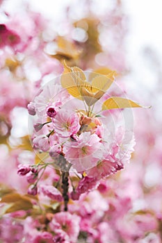 cherry blossom background